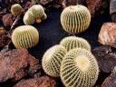 ¡Aprenda del Cactus!